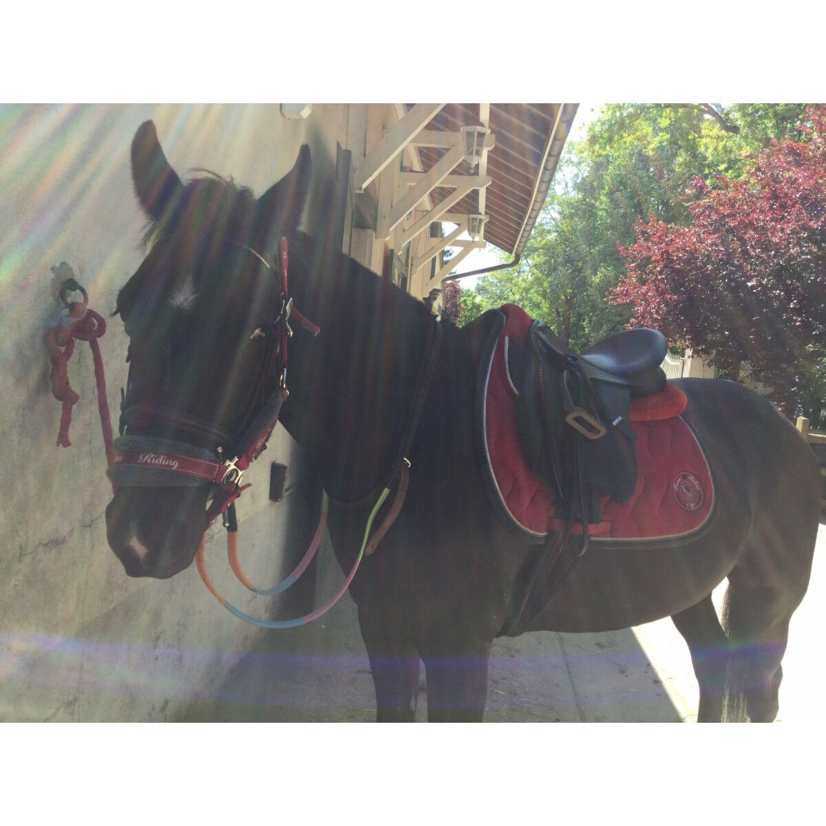 Pack licol + longe + tapis + amotisseur équitation cheval et poney WINNER  rouge